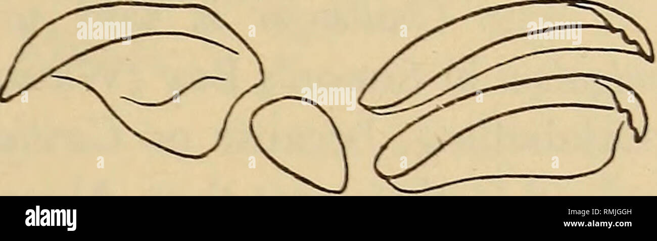 . Annales du Musée de l'Afrique du Sud  = Annale van die Suid-Afrikaanse Museum. L'histoire naturelle. CONTRIBUTIONS À LA CONNAISSANCE DES MOLLUSQUES MARINS S.A. I 29 Un spécimen avec Pieter Fame 6 verticilles postnatal 3-5 mesures X 1*75 mm. (Un africana de longueur égale a une largeur de 1 à 5 mm.). 3 lirae en spirale, avec de très fines lignes de croissance axiale dans les rainures. Port Elizabeth (Sowerby) ; Port Alfred (Turton). 34° 5' 55' 250 S., E., 67 brasses, 1 mort (S. Afr. Mus. P.F. coll.). Sella smithi smithi Seila Bartsch Bartsch.. 1915. p. 115, pi. 12, fig. 7. Turton, 1932, p. 125, pi. 27, no. 906. [ ?] Capitata Seila Thi Banque D'Images