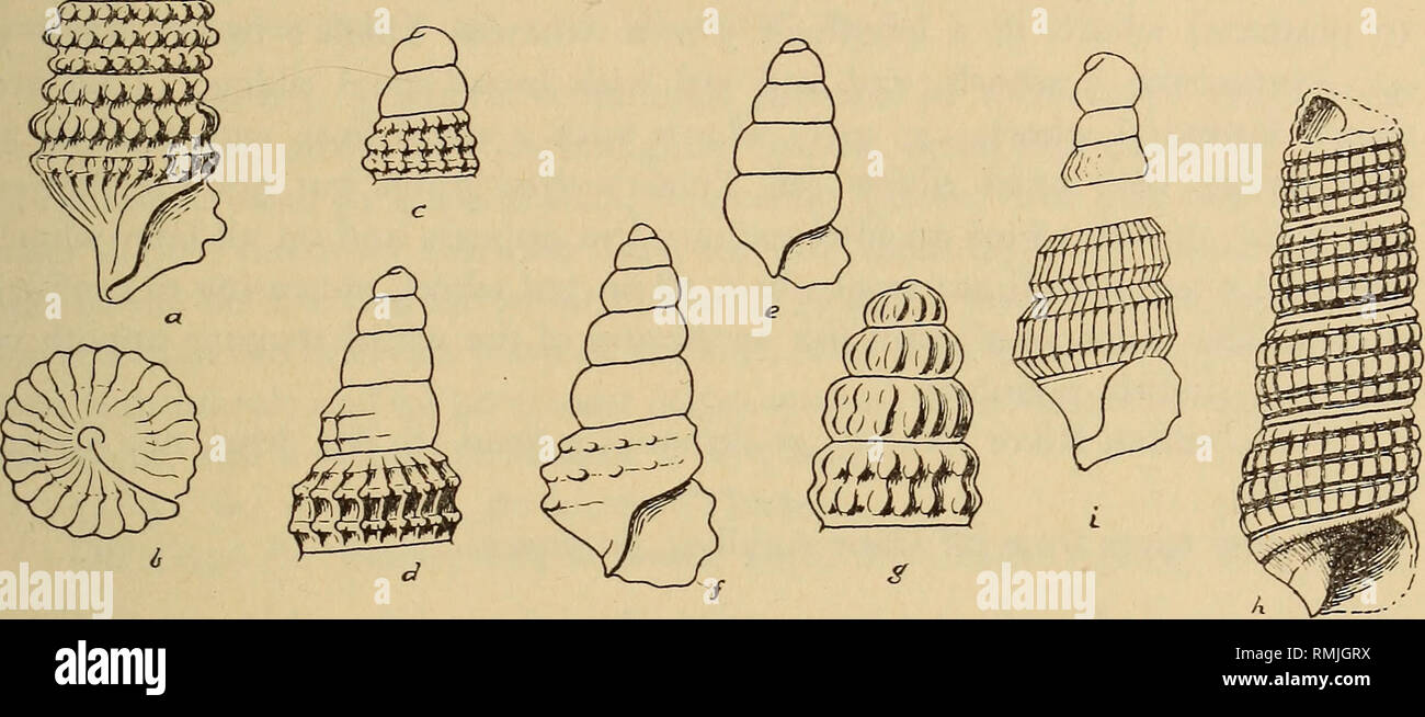 . Annales du Musée de l'Afrique du Sud  = Annale van die Suid-Afrikaanse Museum. L'histoire naturelle. CONTRIBUTIONS À LA CONNAISSANCE DES MOLLUSQUES MARINS S.A. 123 34° 5' 44' 250 S., E., 33 brasses, 6 ; 3405' S.3 250 55' E., 67 brasses, 2 ; au large du cap Infante, 46 brasses, 3 (S. Afr. Mus. P.F. coll.). Vivant : False Bay et Knysna (U.G.T.). Remarques. À Still Bay M. Muir recueilli une série de l'protoconch vers le haut. Port Alfred spécimens identifiés comme nisaba et présenté par Turton ne semble pas séparable de l'alfredensis.. Fig. 23. Cerithiopsis rota n. sp. a, plus tard, les verticilles b, vue basale, c, protoconch et 1 Banque D'Images