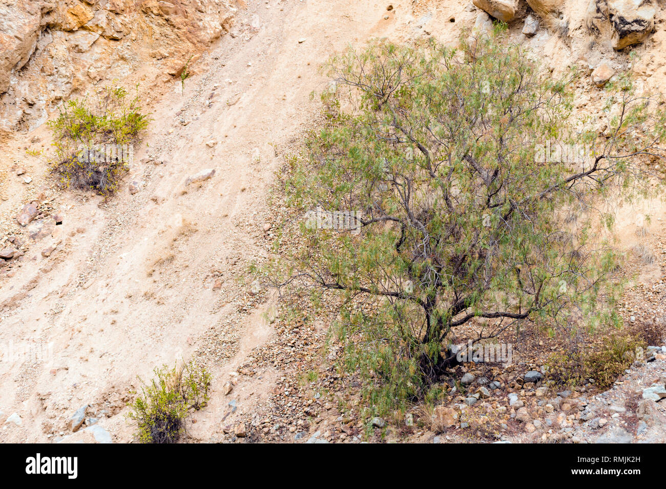 Survivant de l'arbre sur la montagne raide pente au Pérou Banque D'Images
