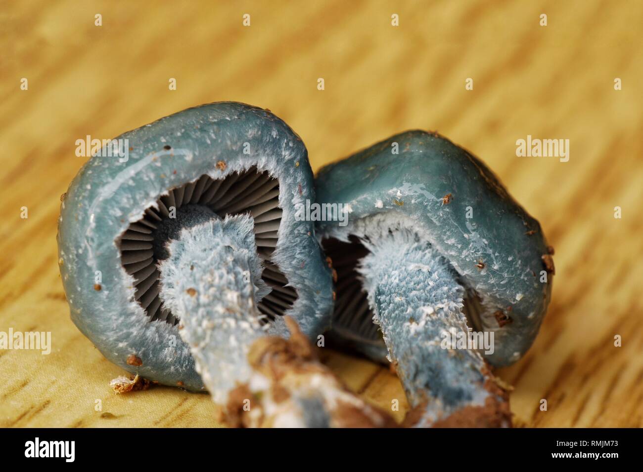 Macro image de l'agaric vert-de-champignon, Stropharia aeruginosa. Banque D'Images