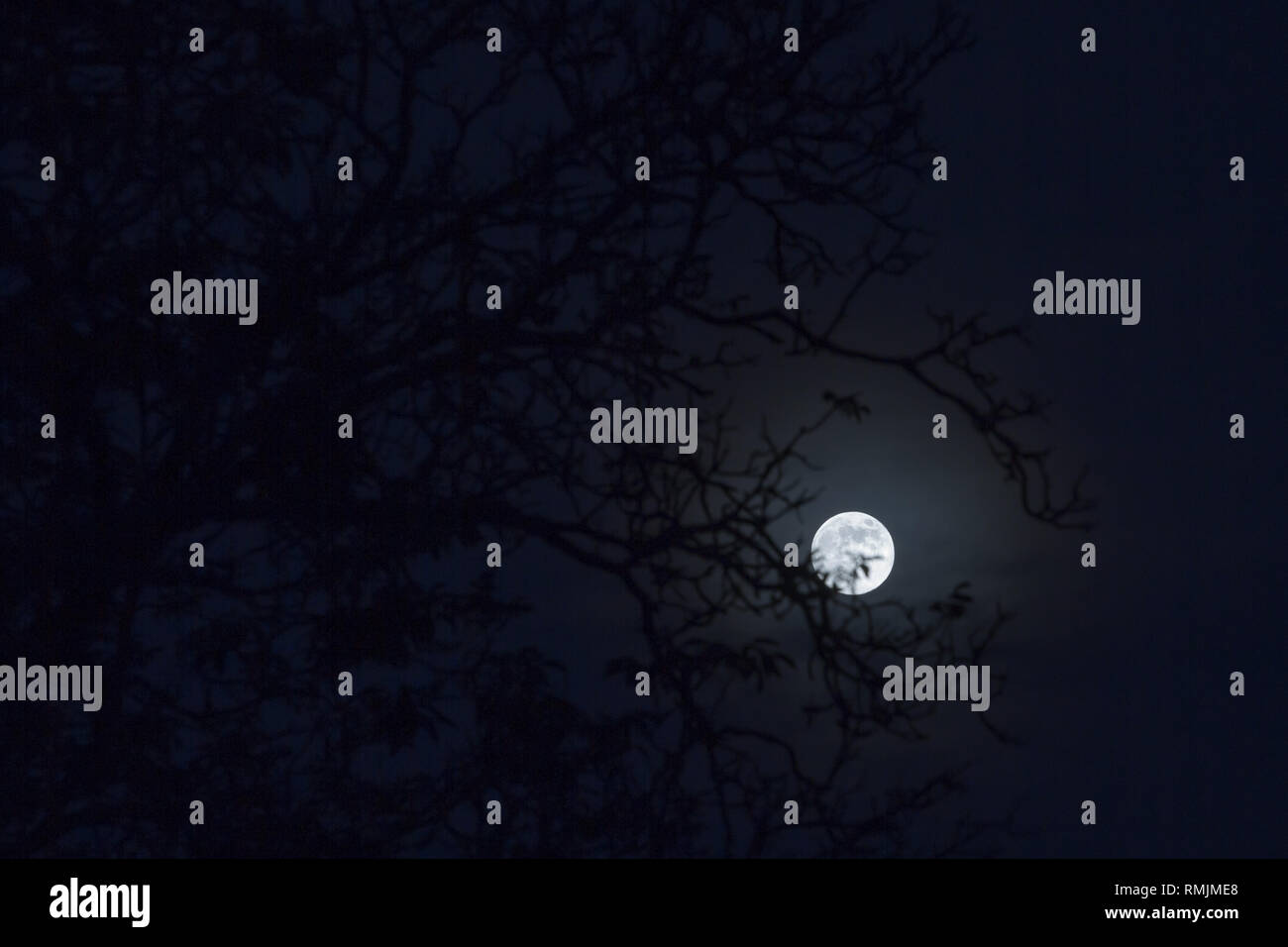 La pleine lune se lève derrière les branches d'arbres dans un sombre mystère impression Banque D'Images