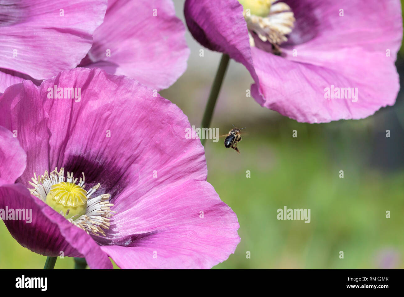 Un seul bourdon, dans l'air, vole à l'autre parmi les fleurs d'un trio de trois coquelicots rose vif (floue fond vert, au début de l'été). Banque D'Images