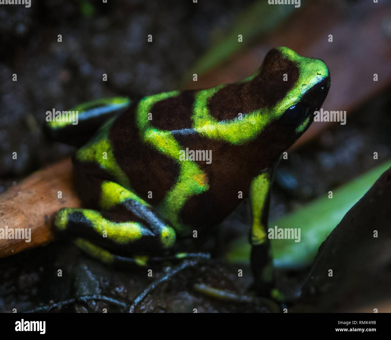Noir Vert un poison Dart Frog (Dendrobates auratus) dans la forêt tropicale, au Panama. Banque D'Images