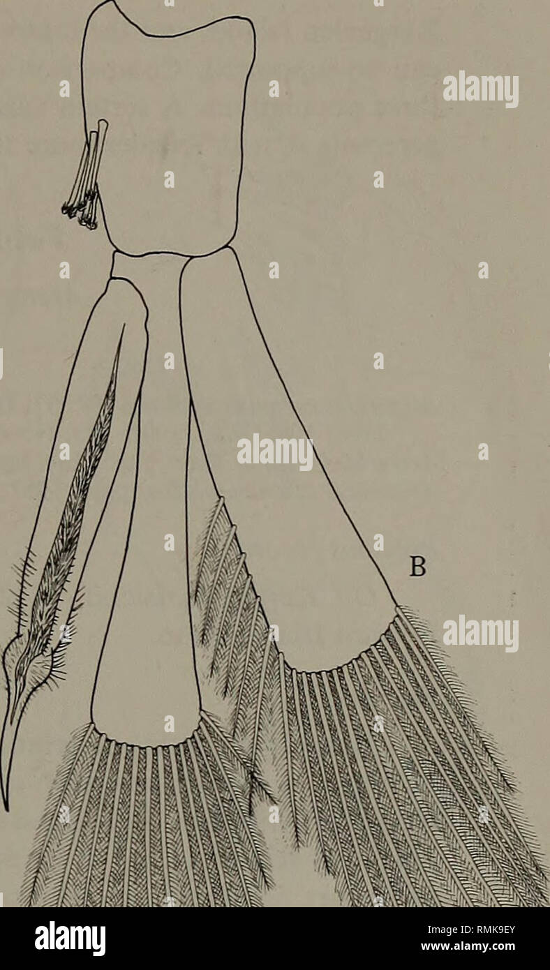 . Annales du Musée de l'Afrique du Sud  = Annale van die Suid-Afrikaanse Museum. L'histoire naturelle. *Mm t||((o mu Fig. 2. Astacilla marionis. A. Pleopod 1 homme. B. Pleopod sexe masculin. Astacilla marionis Beddard Fig. 2 Astacilla marionis Beddard, 1886 : 107, pi. 25 (fig. 5). Studer, 1889 : 159. Tattersall, 1921 : 243. Nordenstam, 1933 : 121. Astacilla Vanhoffen kerguelensis, 1914 : 523, fig. 54. Tattersall, 1921 : 243. Nordenstam, 1933 : 121. Hale, 1946 : 172, figs 5-6. Kussakin, 1967 : 299. Astacilla kerguelenensis [sic] : Carvacho, 1977 : 179. Les records de l'île de Kerguelen, 4-183 m ; l'île Marion, 200 m. Rema Banque D'Images