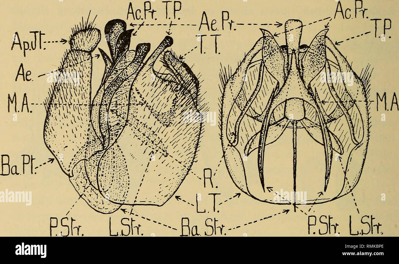 . Annales du Musée de l'Afrique du Sud  = Annale van die Suid-Afrikaanse Museum. L'histoire naturelle. 1004 Annales de la South African Museum. longtemps que 2, avec 3 fait plutôt et apicalement tout à fait 3 fois plus longtemps que 2 ; proboscis sur 3-3J mm. de long ; palpes minces et projeter de façon visible de la cavité buccale. Pièces génitales de $ (comme indiqué dans le texte-fig. 309, b et c, à l'avant-dernier tergite visibles illustré dans la figure de gauche et droite en un avec cette tergite retiré, montrant le vrai dernier tergite et sternite lamelles placées en dernier et avec (c) la conception typiquement. esir. Lsr-t (a) (b) Texte-fig. 310.-( Banque D'Images