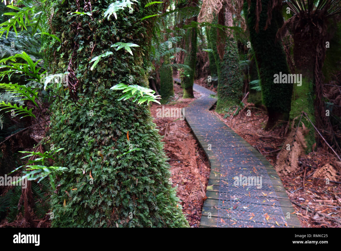 Sentier de marche entre forêt de fougères grand arbre (Dicksonia antarctica), Gorge Fern Notley State Reserve, près de Launceston, Tasmanie, Australie Banque D'Images