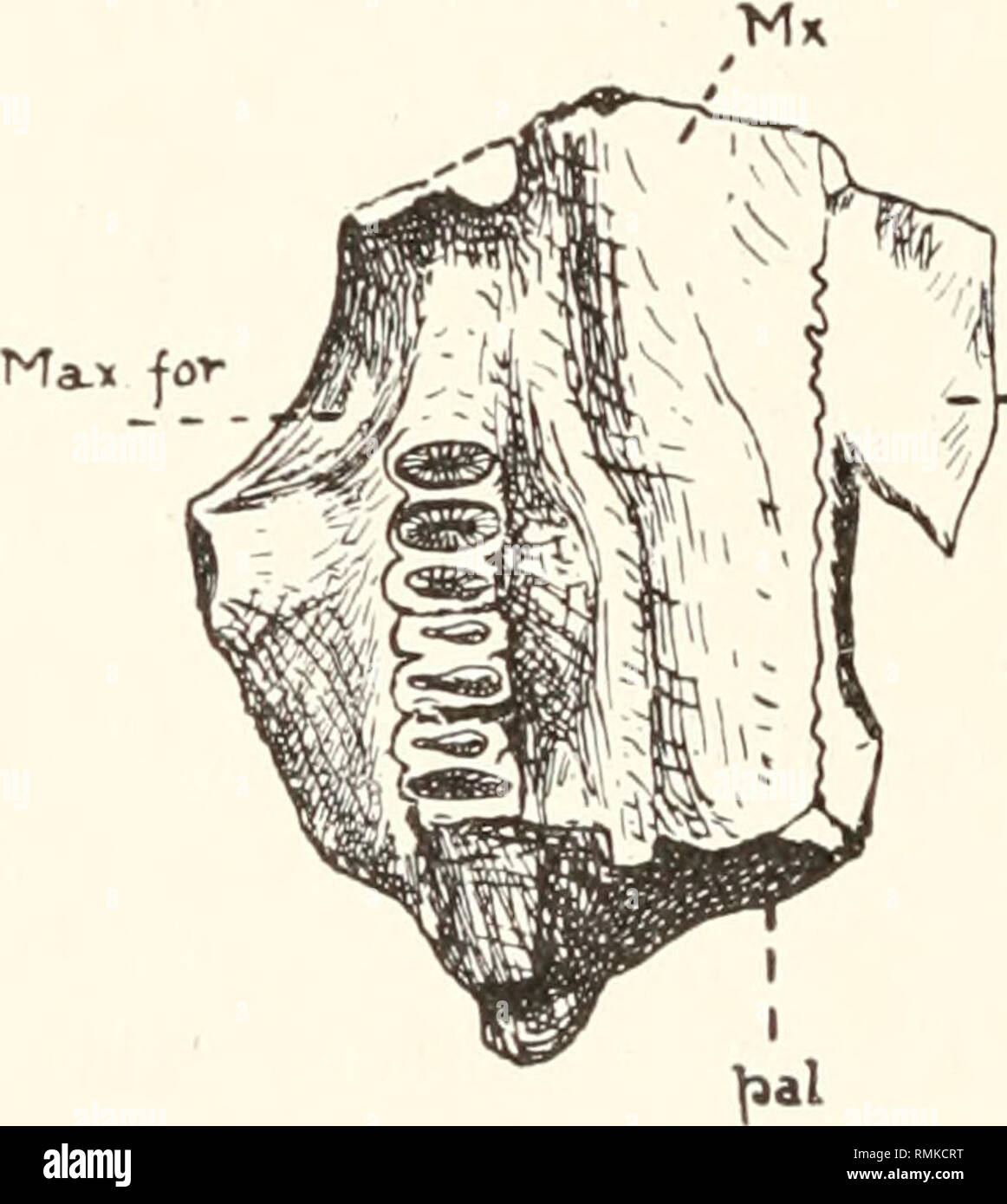 . Annales du Musée de l'Afrique du Sud. Annale van die Suid-Afrikaanse Museum. L'histoire naturelle. 342 Annales de la South African Museum. La partie supérieure de la bouche est terminée sur le côté droit. Il est de 18 mm. de long, et se rétrécit un peu en avant. Entre les bases de la 1st. molaires à la bouche, une fois terminé, avait une largeur de 26-5 mm., tandis qu'au point de jonction de la mandibule avec le prémaxillaire la largeur est de 22 mm. La partie de l'os alvéolaire qui contient les racines des molaires est très grande, mais la partie de l'os palatin a une épaisseur de 2 mm mais. En face de l'maxil Banque D'Images