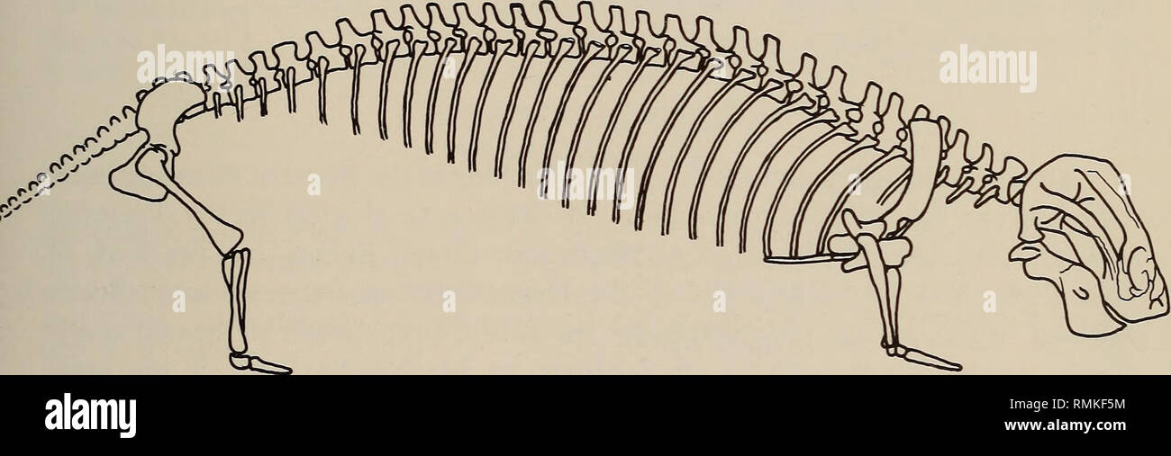 . Annales du Musée de l'Afrique du Sud  = Annale van die Suid-Afrikaanse Museum. L'histoire naturelle. Le squelette de la REPTILE MAMMIFÈRE CISTECEPHALUS 243 cephalus, avec trois chiffres élargie et de phalanges, est adapté pour le grattage ou creuser, avec la forte mobilité de pelleter du PSE pour le sol desserré l'arrière et le côté de l'animal. Les membres et les gaines de fournir la preuve la plus solide pour creuser des terriers ou activités, mais d'autres caractéristiques du squelette peut également être interprétée en termes de ce mode de vie. Donc le renforcement du crâne en élargissant le toit du crâne et l'élimination de l'en Banque D'Images