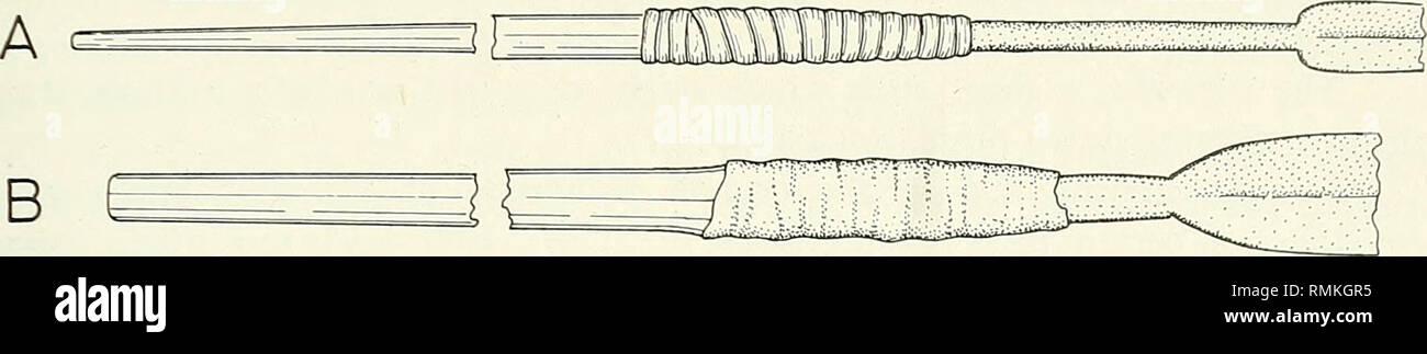 . Annales du Musée de l'Afrique du Sud  = Annale van die Suid-Afrikaanse Museum. L'histoire naturelle. Certains métiers NGUNI : de la SCULPTURE 201. C &lt;est de 10 Fig. 29. Spear-arbres. A. Liaison tendon sur l'arbre-lance Thembu, le Transkei, 1871, SAM-6941. B. La peau de queue sur la gaine de l'arbre-lance Mpondo, Flagstaff, 1955, SAM-7399. C. Tendon lie Hlubi lance-arbre, le Lesotho, la frontière de 1947, SAM-6647 Cordon tissé. en croix, mais dans tous les autres cas, le joint est lié avec de la babiche (Fig. 29C). Xesibe Mpondomise, Mfengu, Bhaca, aucune information n'a été obtenue. Termes clés : dans tonga-bâton utilisé comme arme d'agression ou de Banque D'Images