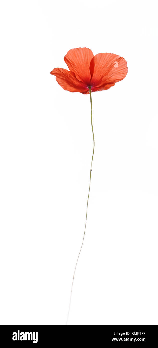 Coquelicot avec pétales rouges semble superbe en bouquets Banque D'Images