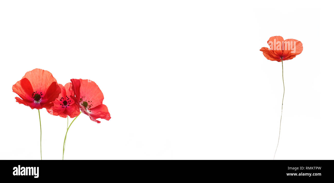 Coquelicot avec pétales rouges semble superbe en bouquets Banque D'Images