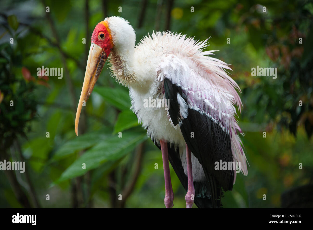 Portrait of a yellow-billed stork (Mycteria ibis), que l'on appelle parfois la cigogne en bois ou bois ibis. Banque D'Images