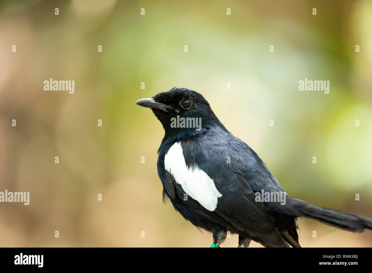 Pie chanteuse des Seychelles Copsychus sechellarum (). Ce spécimen a anneaux sur ses deux jambes. Ils sont utilisés pour suivre les populations d'oiseaux et en apprendre davantage sur th Banque D'Images