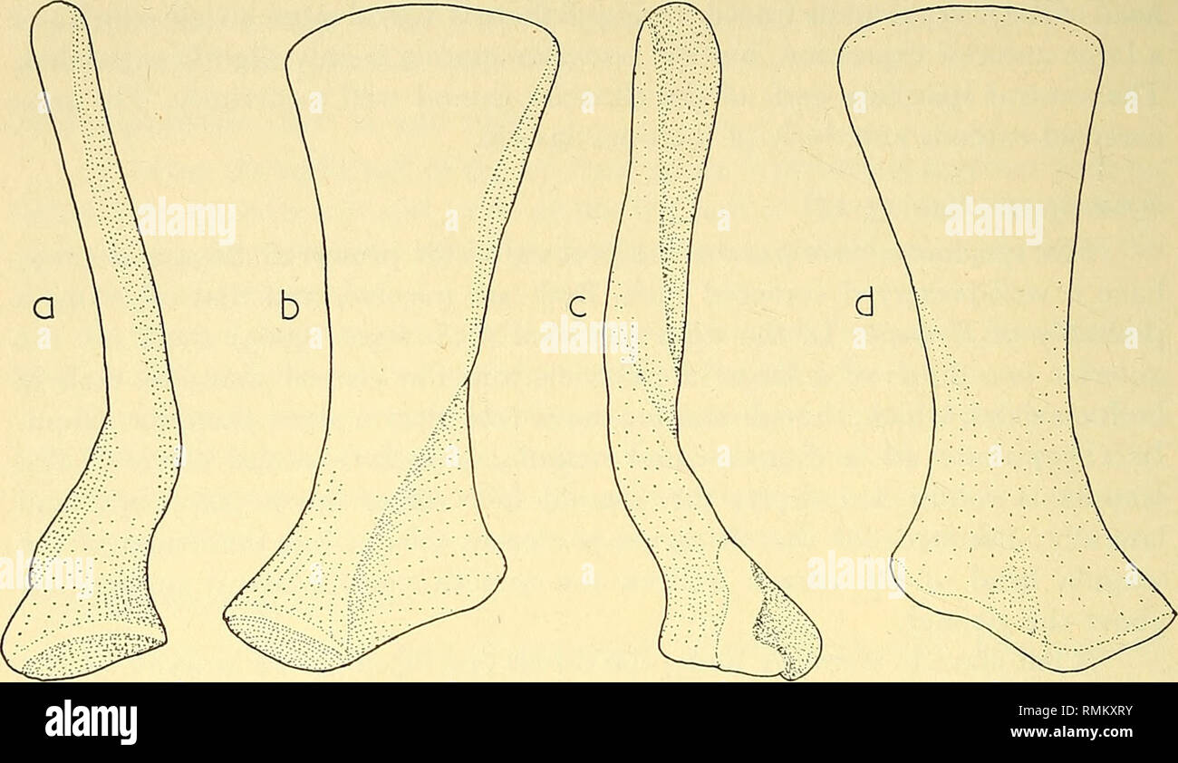 . Annales du Musée de l'Afrique du Sud  = Annale van die Suid-Afrikaanse Museum. L'histoire naturelle. 140 ANNALES DE LA SOUTH AFRICAN MUSEUM. Fig. 14. L'omoplate droite oi Scymnosaurus sp. S.A.M. 11557. X . a, b, postérieur, latéral, c, antérieure. d, interne.. Veuillez noter que ces images sont extraites de la page numérisée des images qui peuvent avoir été retouchées numériquement pour plus de lisibilité - coloration et l'aspect de ces illustrations ne peut pas parfaitement ressembler à l'œuvre originale.. South African Museum. Cape Town : Le Musée Banque D'Images