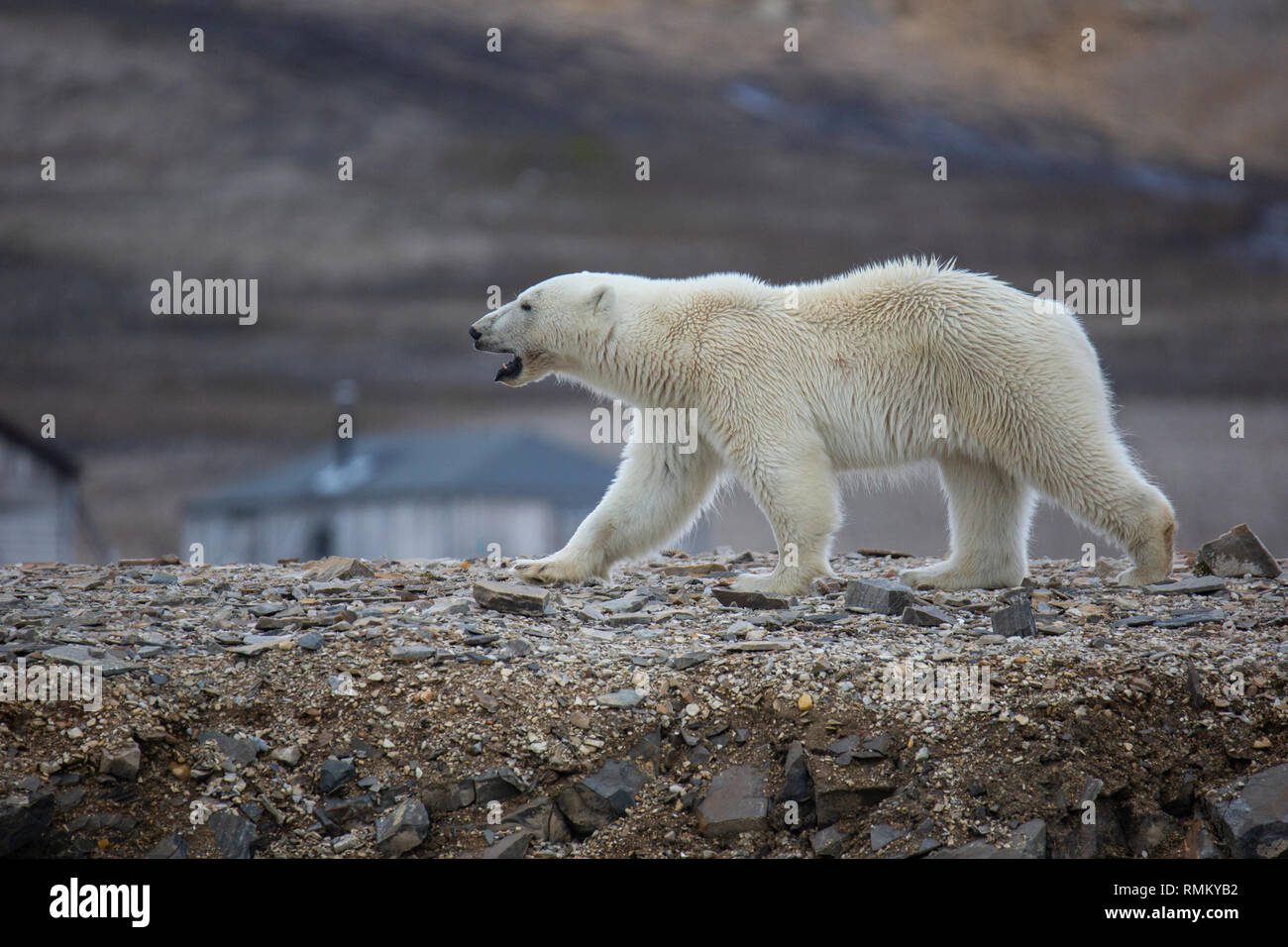 L'ours polaire (Ursus maritimus) sur la toundra arctique d'été Banque D'Images
