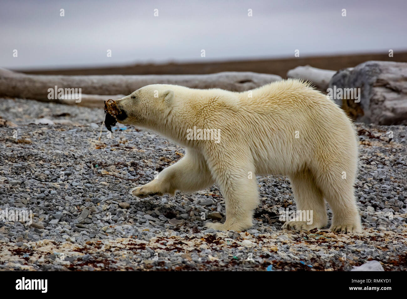 L'ours polaire (Ursus maritimus) sur la toundra arctique d'été Banque D'Images