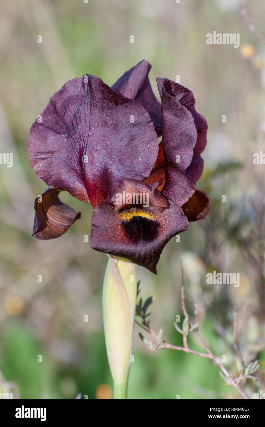 Iris côtières ou violet Iris (Iris atropurpurea) Cet Iris est endémique à Israël Phitigraohed à Ness Ziona, Israël en février Banque D'Images