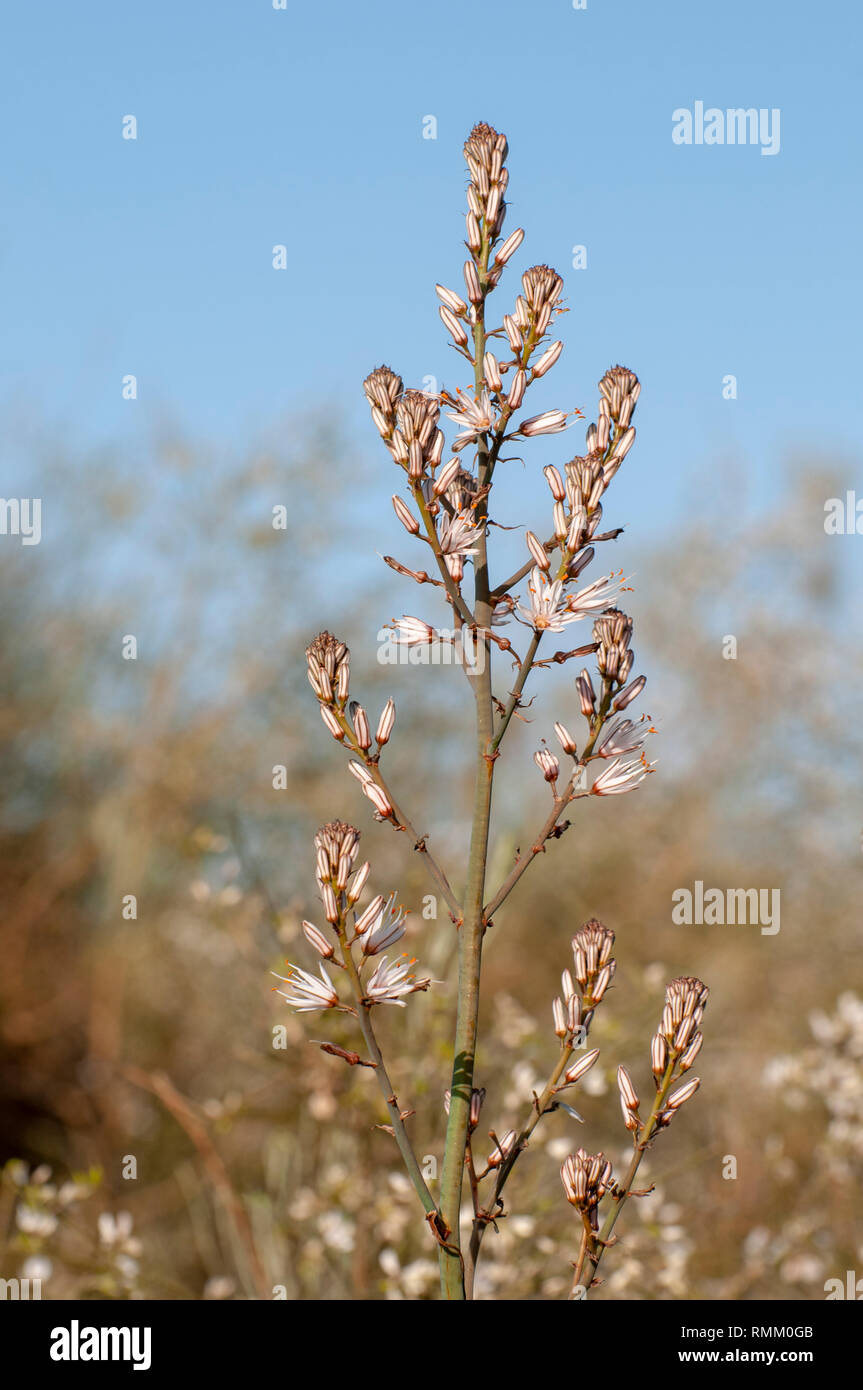 Asphodelus ramosus, également connu sous le nom de branches asphodel, est une herbacée vivace dans l'ordre. Brassicoideae Photographié en Israël Région centrale en janvier Banque D'Images