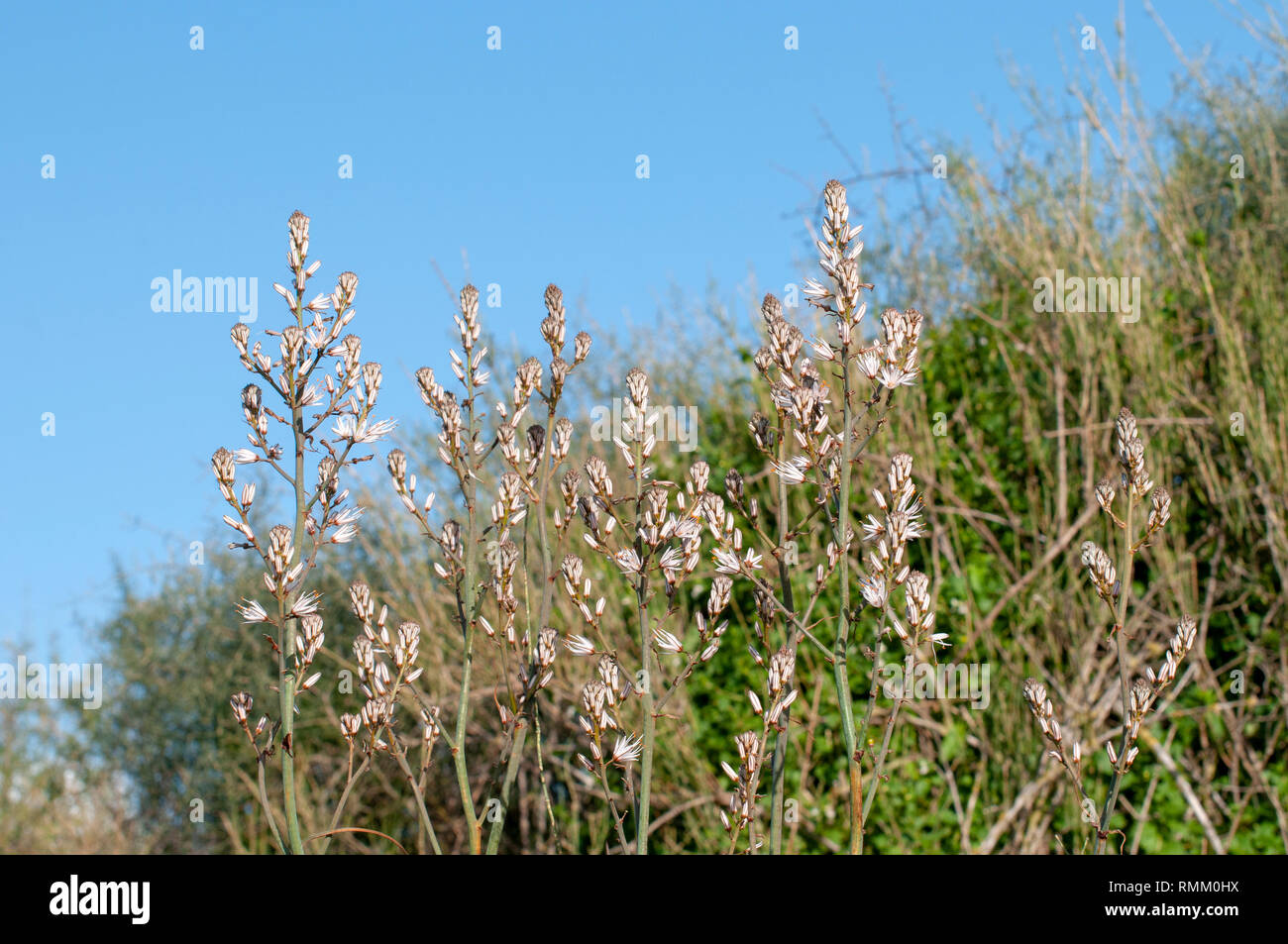 Asphodelus ramosus, également connu sous le nom de branches asphodel, est une herbacée vivace dans l'ordre. Brassicoideae Photographié en Israël Région centrale en janvier Banque D'Images