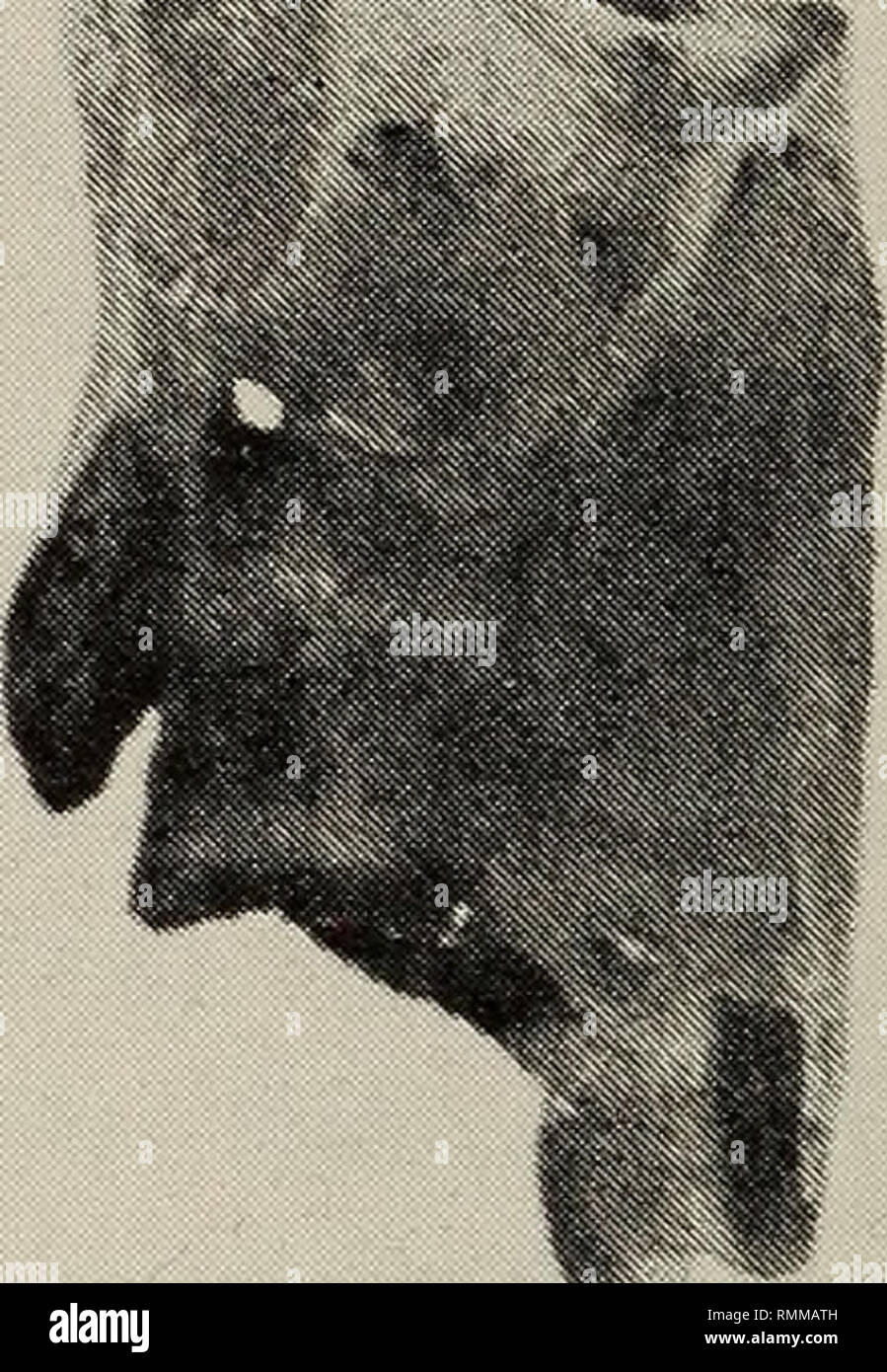 . Annales du Musée de l'Afrique du Sud = Annale van die SuidAfrikaanse