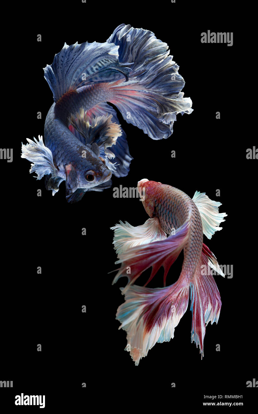 Deux poissons betta Banque D'Images