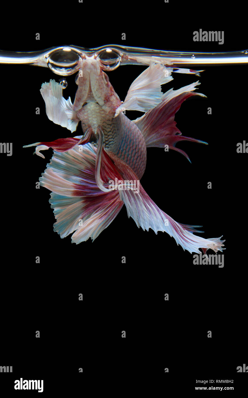 La respiration du poisson Betta à surface de l'eau Banque D'Images