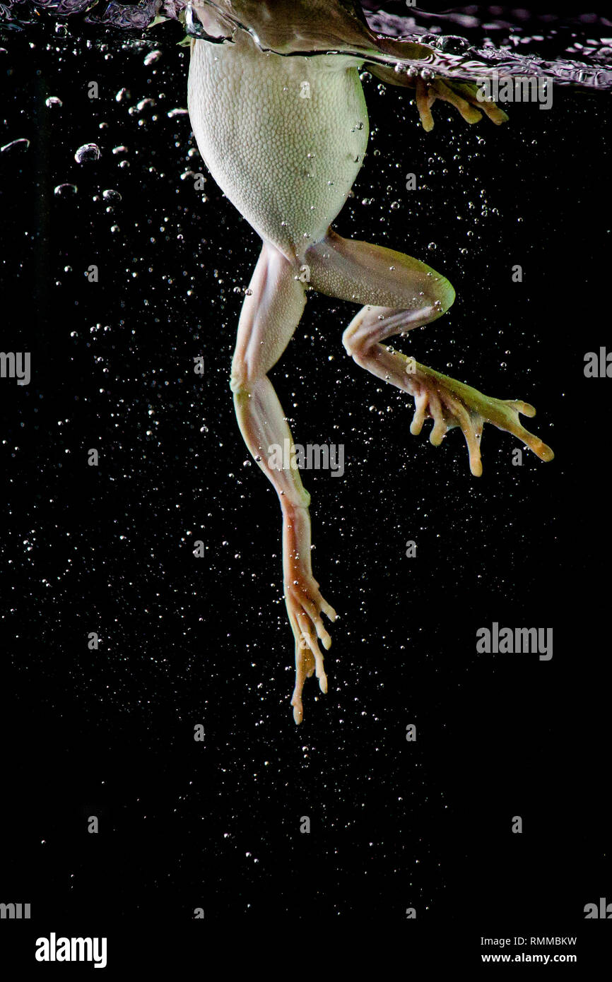 Close-up d'un sous-marin de grenouilles, Indonésie Banque D'Images