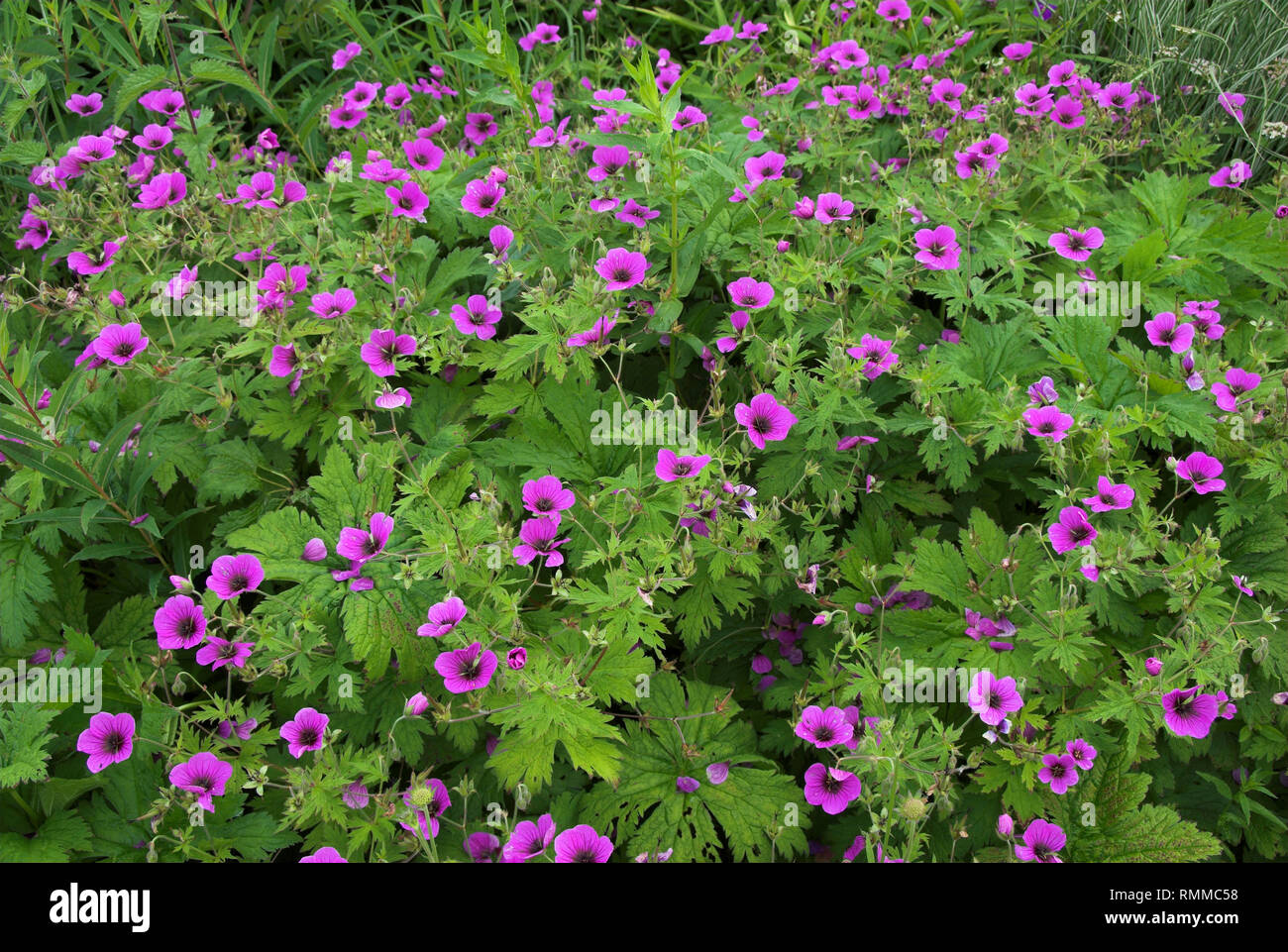 Geranium 'Patricia' en fleur dans le Dorset Chalet jardin. Juin Banque D'Images