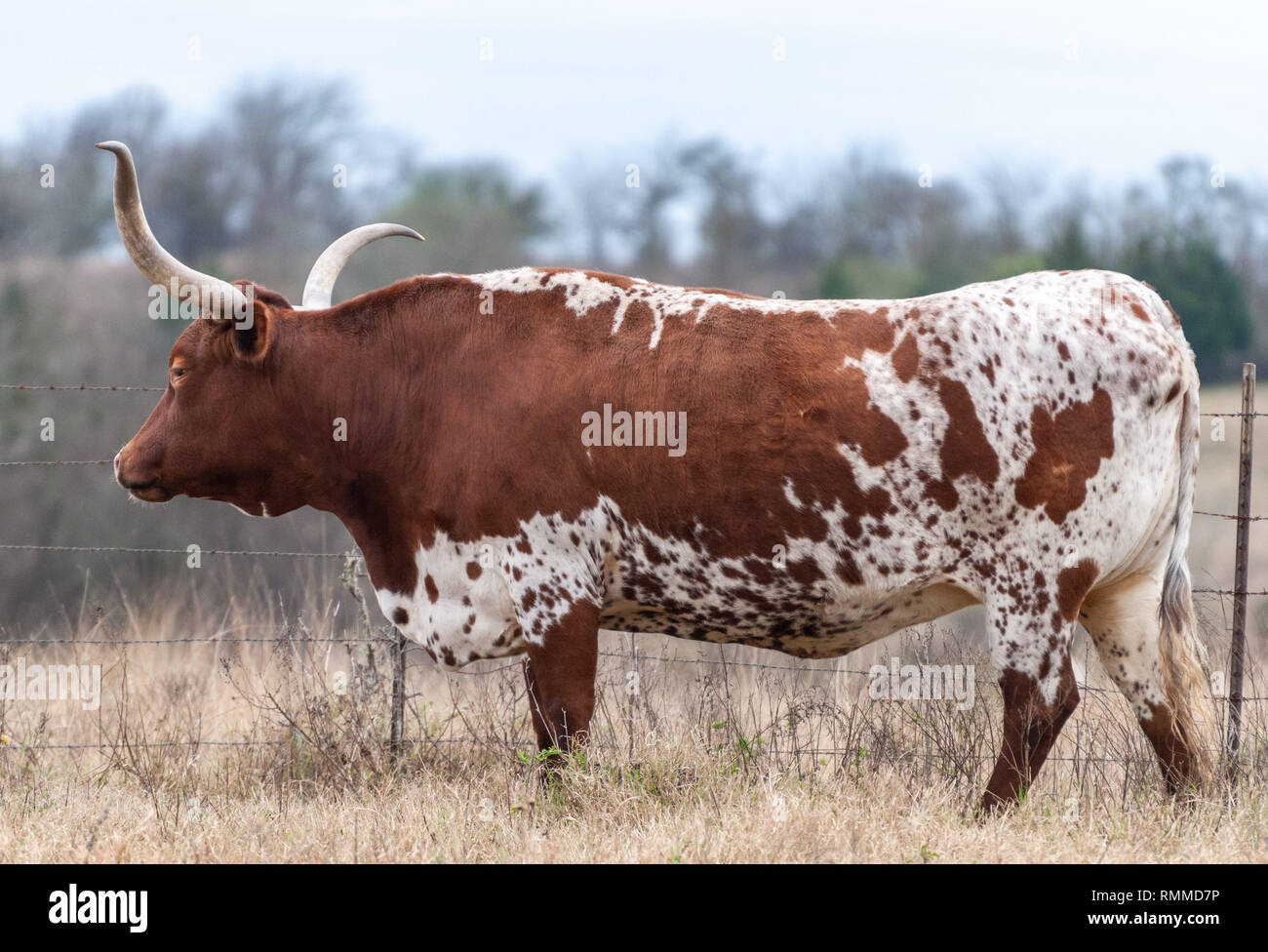 Une vache Texas Longhorn du Texas. Banque D'Images