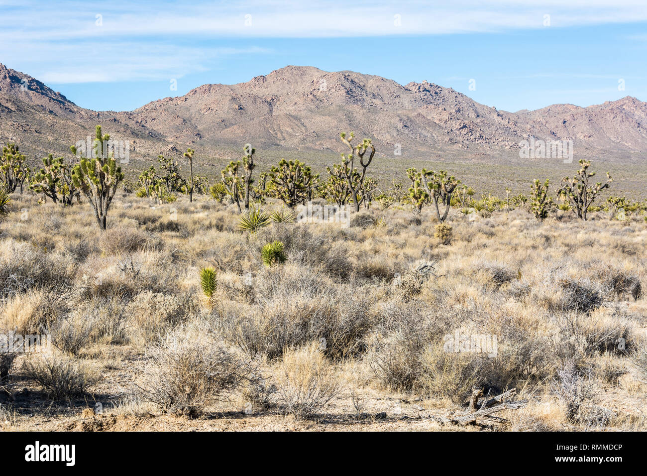 Paysage de désert de Mojave en Californie. Banque D'Images