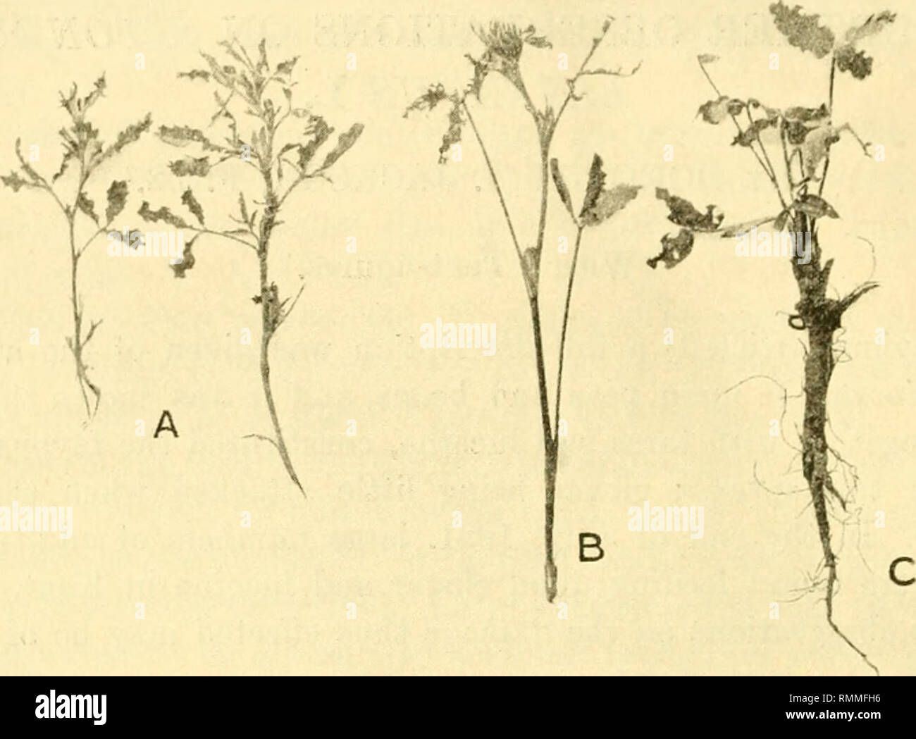 . Annales de Biologie appliquée. Biologie, biochimie ; économique. Plus de 70 Observations sur Sitones lineatus L.. Fig. 1. Le trèfle et la luzerne avec des feuilles partiellement détruit par les adultes de Sitones lineatus L. A  = la luzerne (Medicago sativa), 5  = rameau florifère, et c = ensemble de l'usine de trèfle rouge (Trifolium pratense) à partir de la suite de hayfield.. Veuillez noter que ces images sont extraites de la page numérisée des images qui peuvent avoir été retouchées numériquement pour plus de lisibilité - coloration et l'aspect de ces illustrations ne peut pas parfaitement ressembler à l'œuvre originale.. Association des biologistes appliqués associés ; Banque D'Images