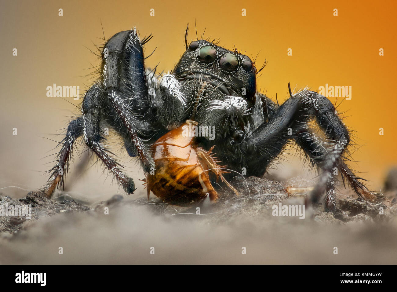Spider Hyllus avec sa proie, l'Indonésie Banque D'Images