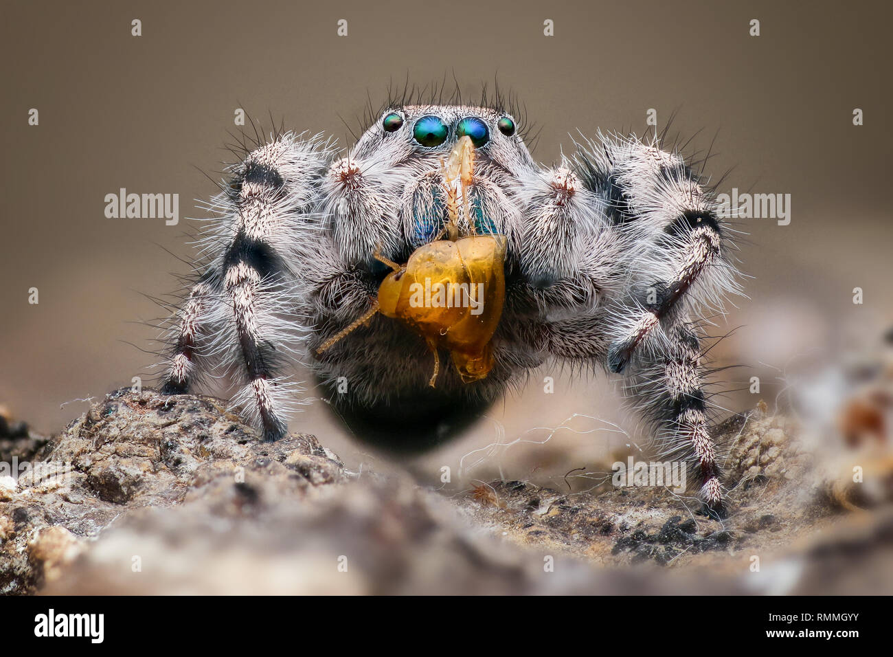 Portrait d'une araignée sauteuse Phidippus (Adumbratus) avec les proies, l'Indonésie Banque D'Images