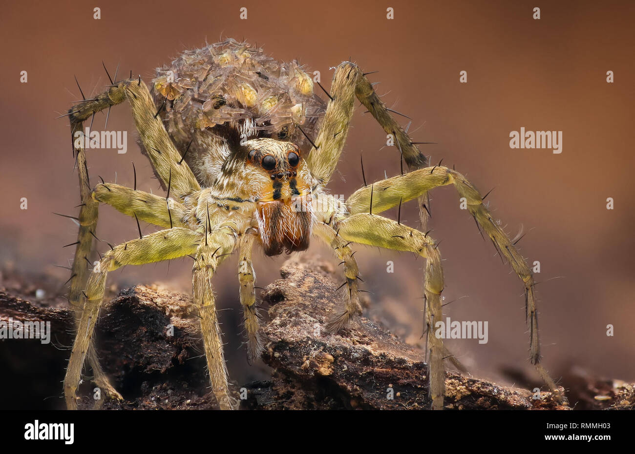 Close-up d'une araignée, l'Indonésie Banque D'Images