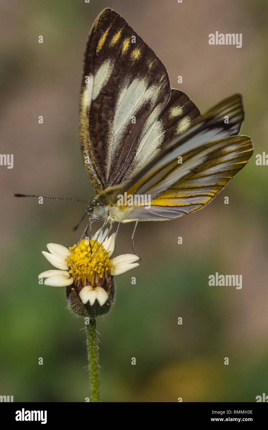 Papillon sur une fleur, l'Indonésie Banque D'Images