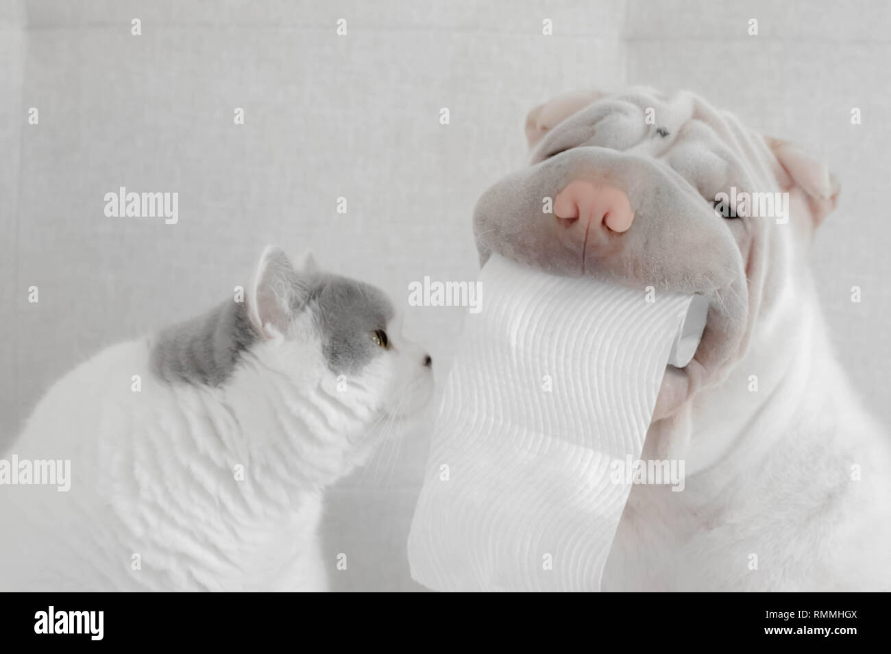 Shar pei chiot chien tenant le rouleau de toilettes à côté de British Shorthair chat Banque D'Images