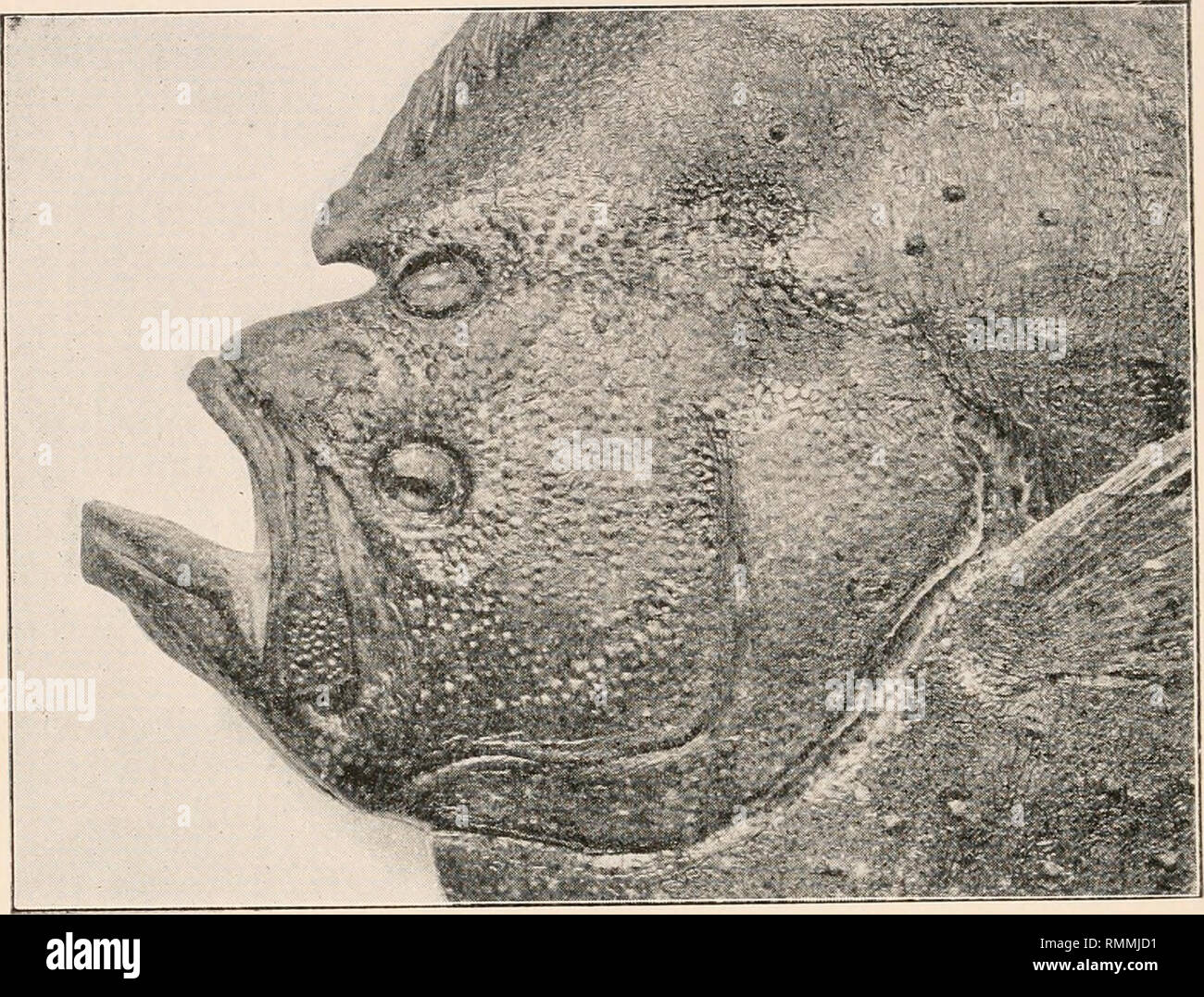 . Les annales de l'histoire naturelle d'Écosse. Natural history ; histoire naturelle -- l'Ecosse. 148 Annales de l'histoire naturel écossais M. Holt. Mais il y a le dessous était presque incolore. Un Turbot à la présente apparemment semblables l'un a été décrit et figuré par Duhamel du Monceau dans I/77,1 mais j'ai été incapable de voir le compte d'origine. Selon le professeur Bateson résumé du, cependant, les deux parties étaient de couleur, une légère entaille était présent à l'extrémité antérieure de la nageoire dorsale, et l'oeil était supérieure " comme à sa place normale.". Tête ET LA PARTIE ANTÉRIEURE DE LA NAGEOIRE DORSALE D'AMBI Banque D'Images