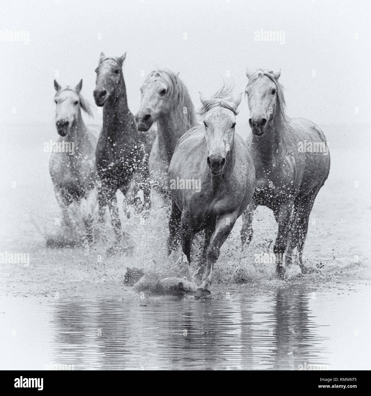 Camargue chevaux blancs Banque D'Images