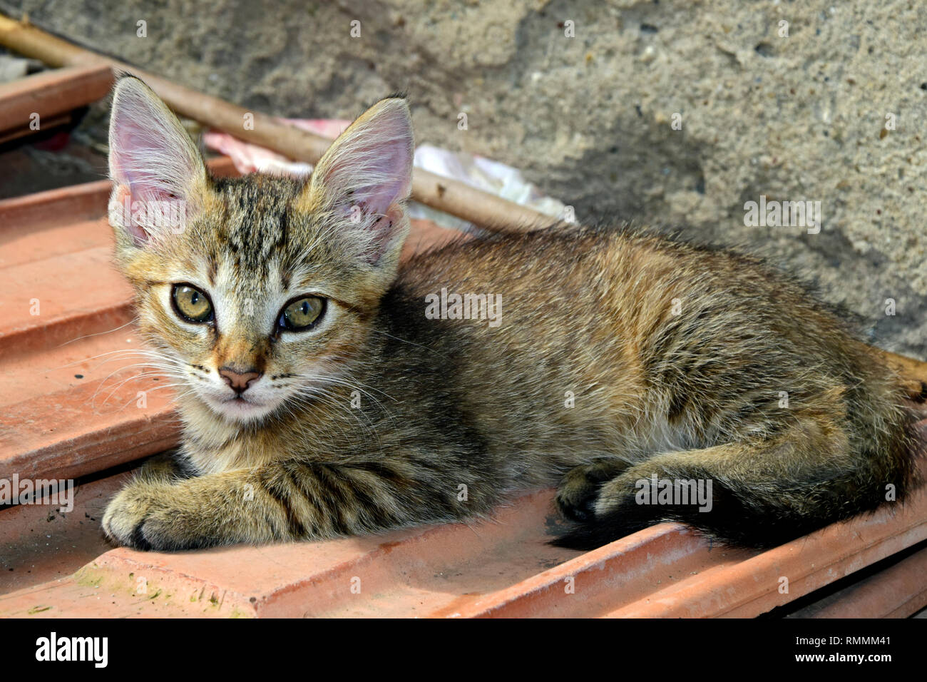 Chaton tabby brun portant sur les carreaux de céramique et regardant avec les yeux grands ouverts Banque D'Images