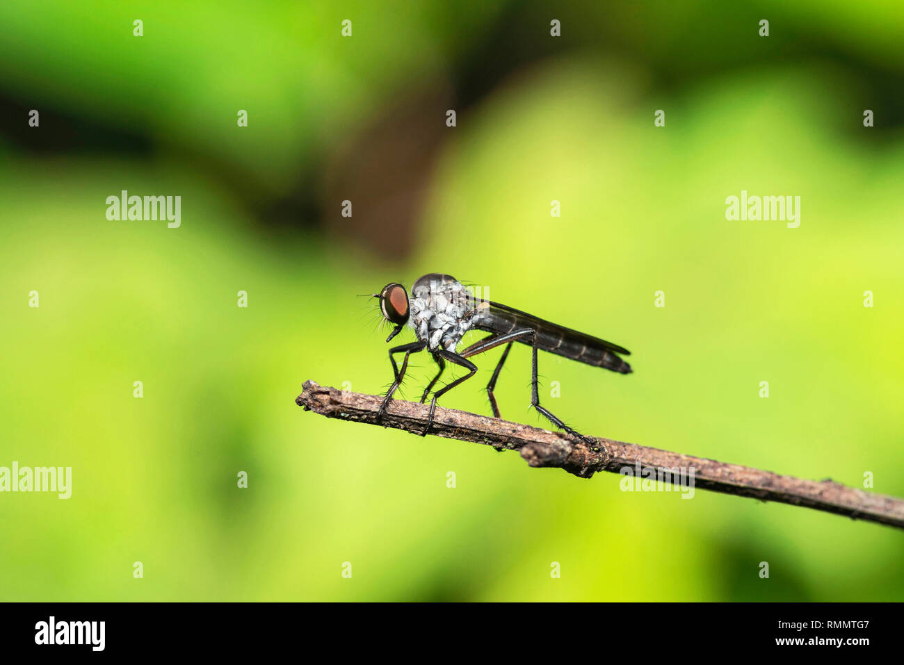 Robberfly aussi appelés mouches assassin, Kas Plateau, Satara, Maharashtra, Inde Banque D'Images