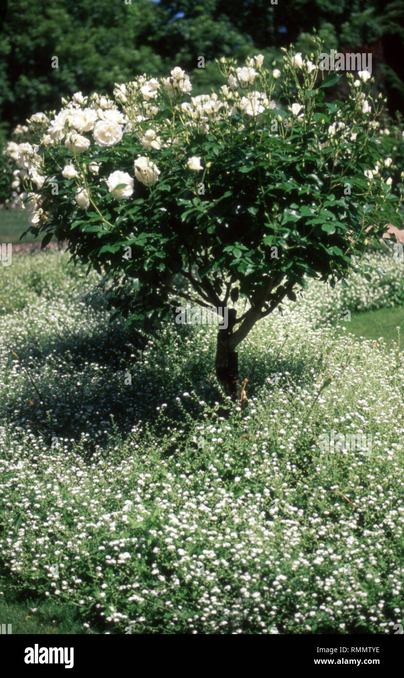 Rosier ICEBERG STANDARD BLANC CROISSANT DANS UN LIT DE JARDIN BLANC DE LA COUVERTURE DU SOL. Nouvelle Galles du Sud, Australie. Banque D'Images