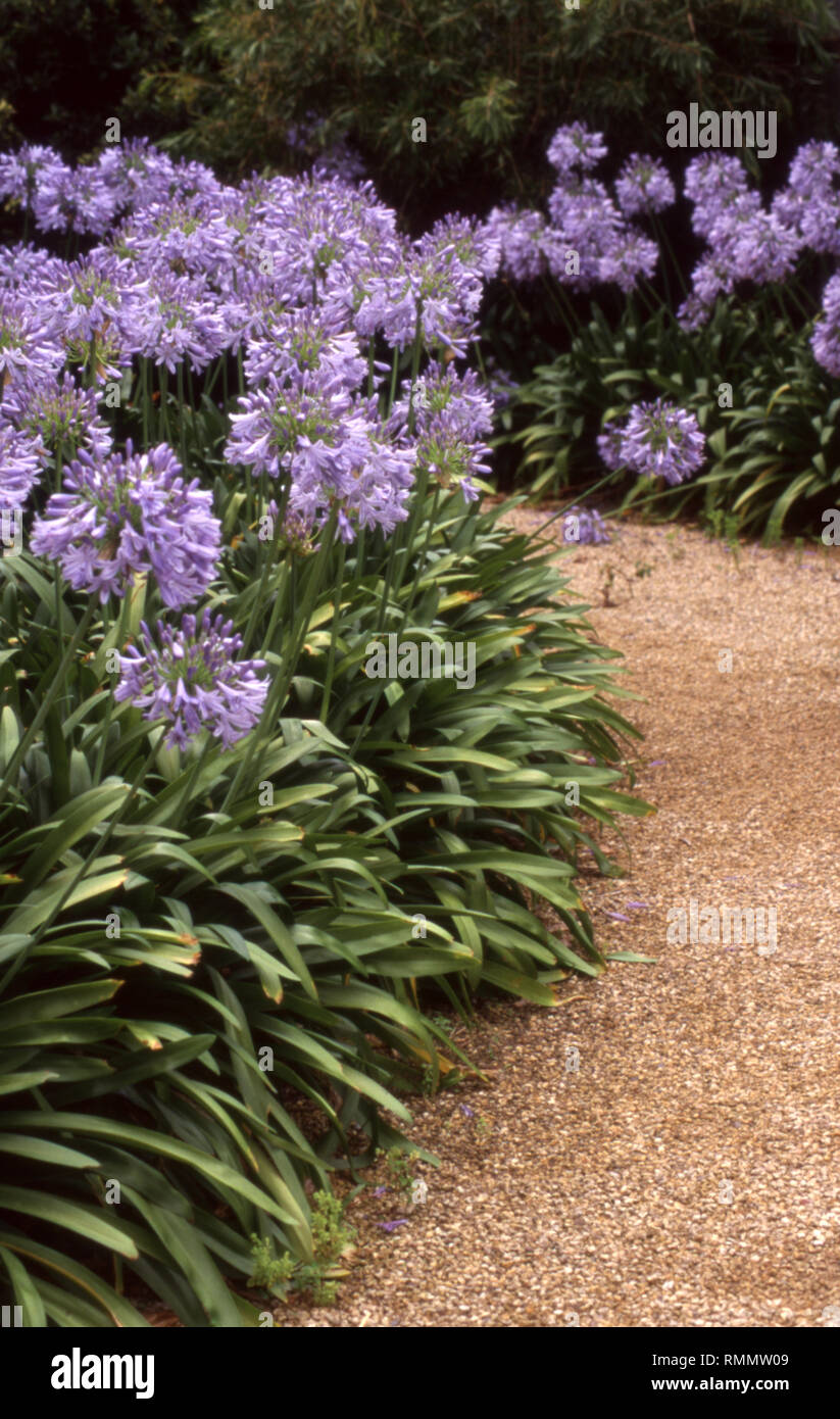 AGAPANTHUS PLANTE EN BORDURE DE FLEUR UN SENTIER DE JARDIN DE GRAVIER, NOUVELLE-GALLES DU SUD, AUSTRALIE Banque D'Images