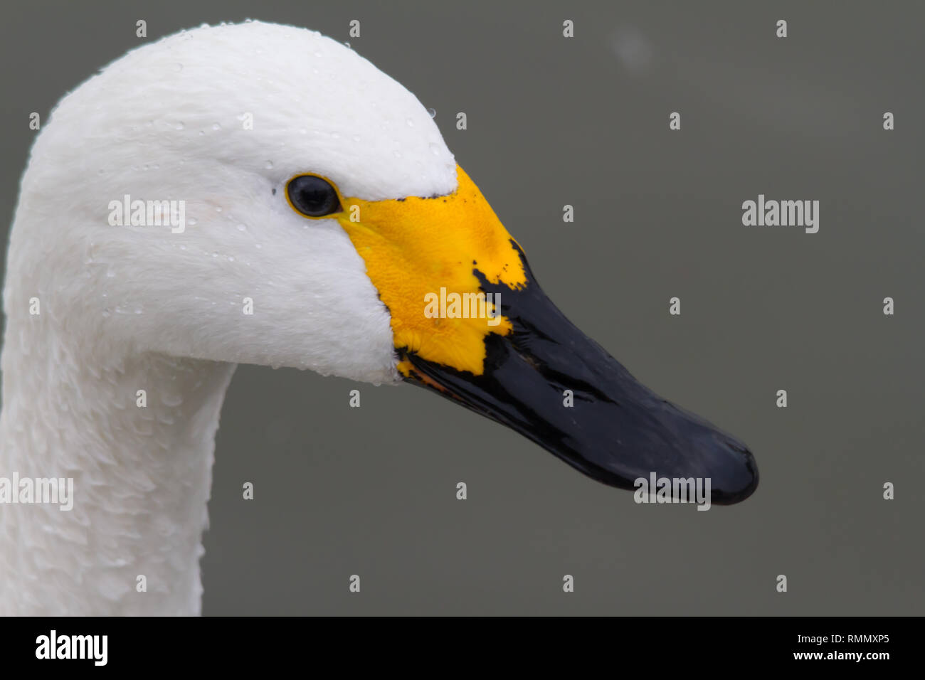 Un gros plan d'un le cygne de Bewick (Cygnus bewickii) tête, montrant le modèle de loi jaune. Banque D'Images