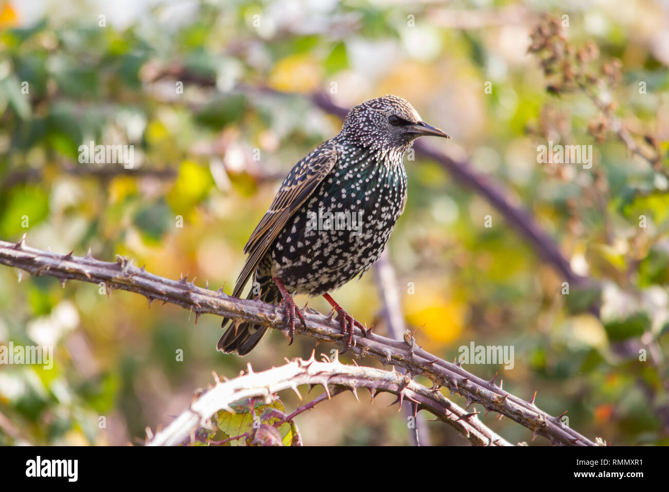 Étourneau sansonnet (Sturnus vulgaris), également connu sous le nom de l'Étourneau sansonnet ou simplement Starling. Banque D'Images