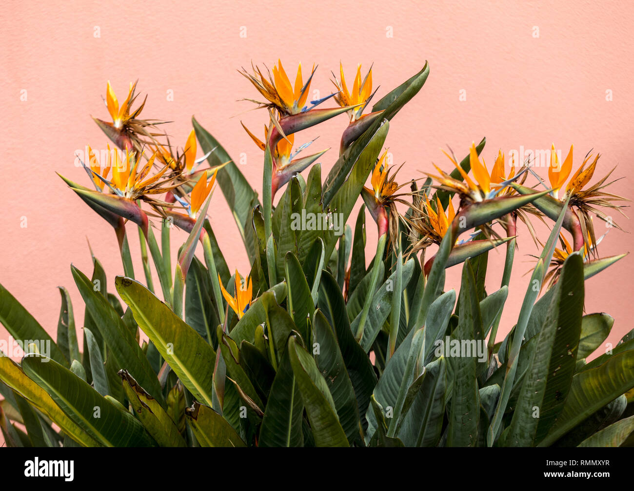 Fleur Tropicale Strelitzia Ou Oiseau De Paradis Sur Lîle De