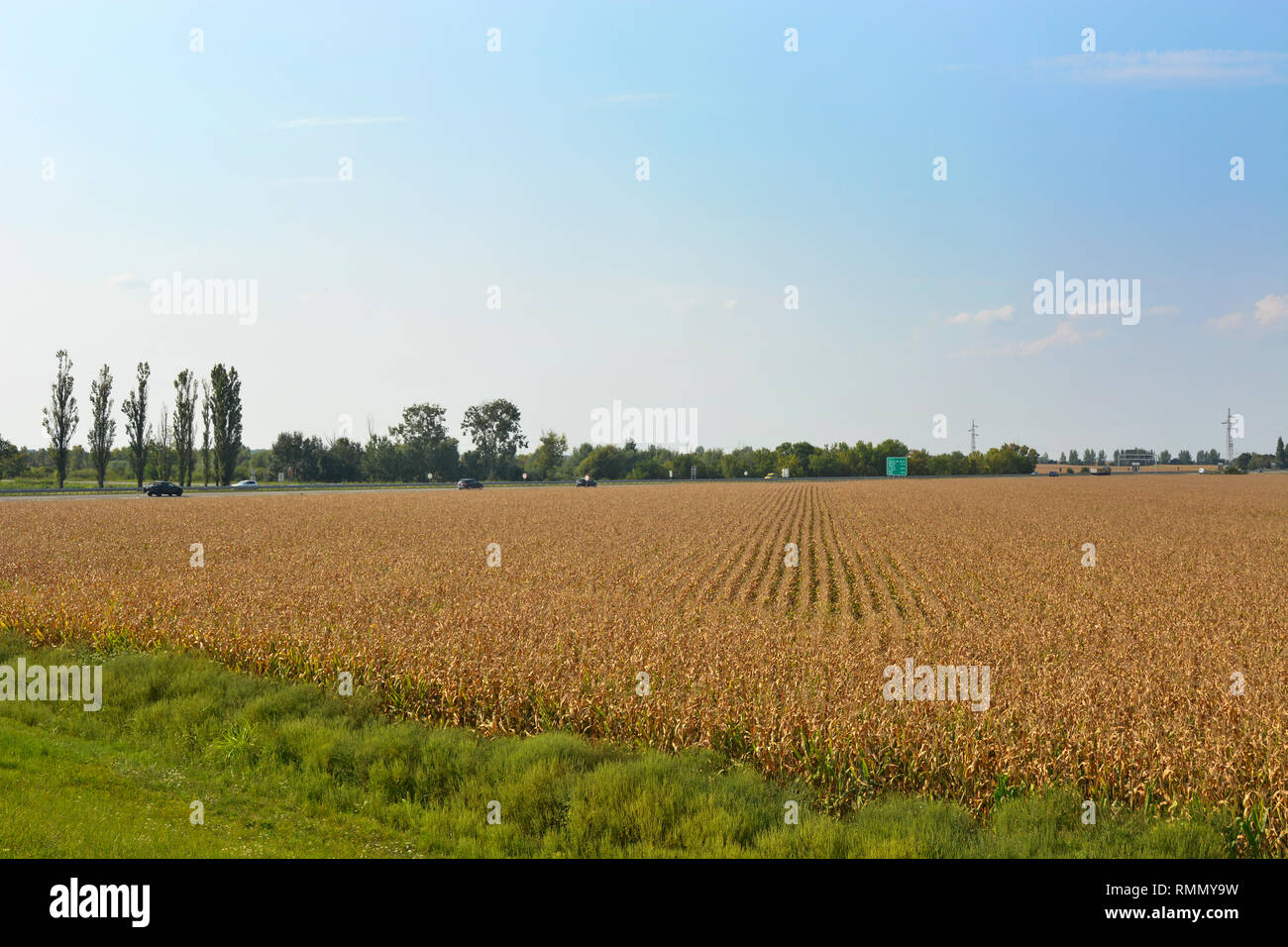 De grandes plantes avec le maïs mûr près de l'autoroute elle-même. Banque D'Images