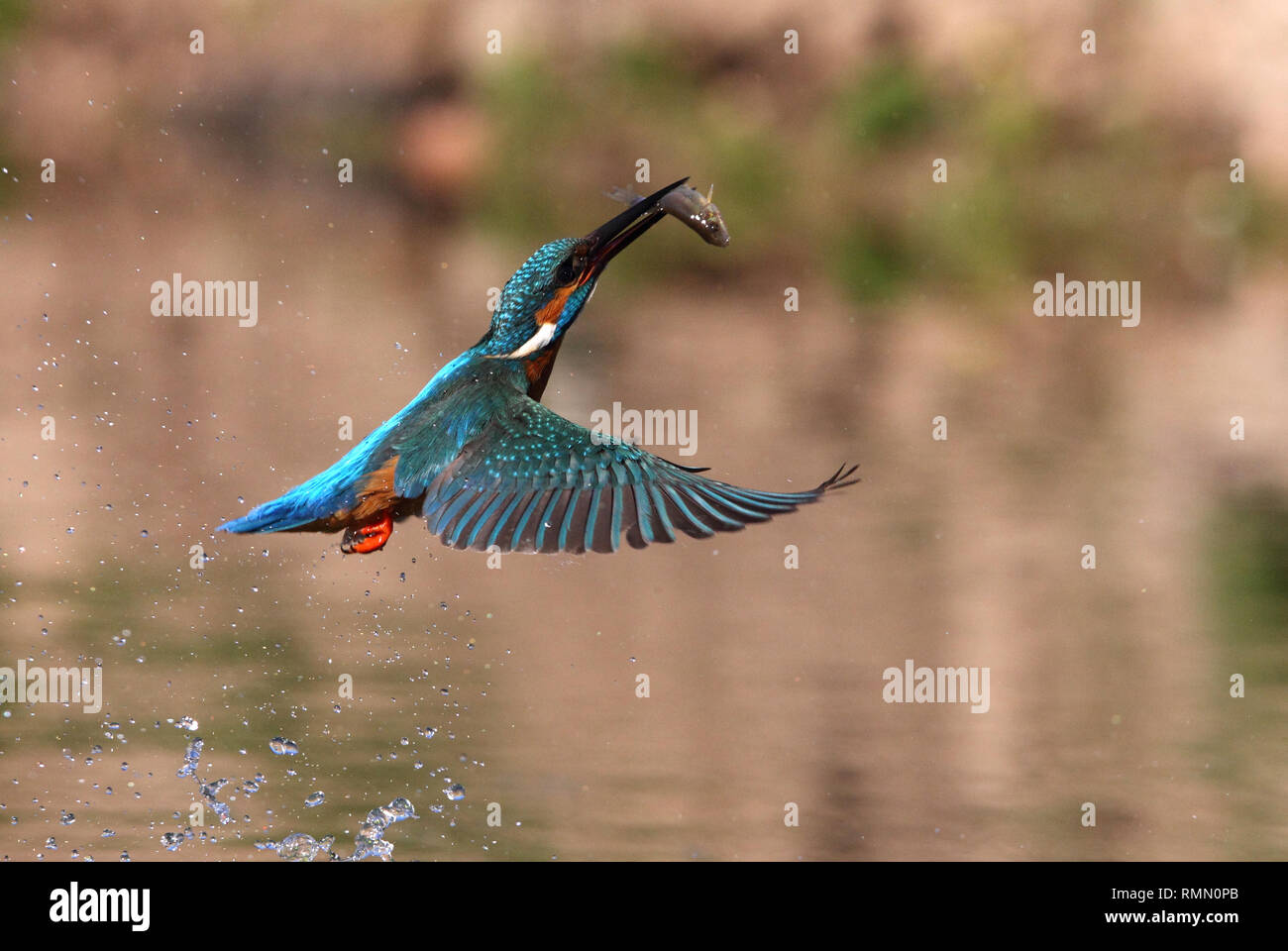 Alcedo atthis Banque D'Images