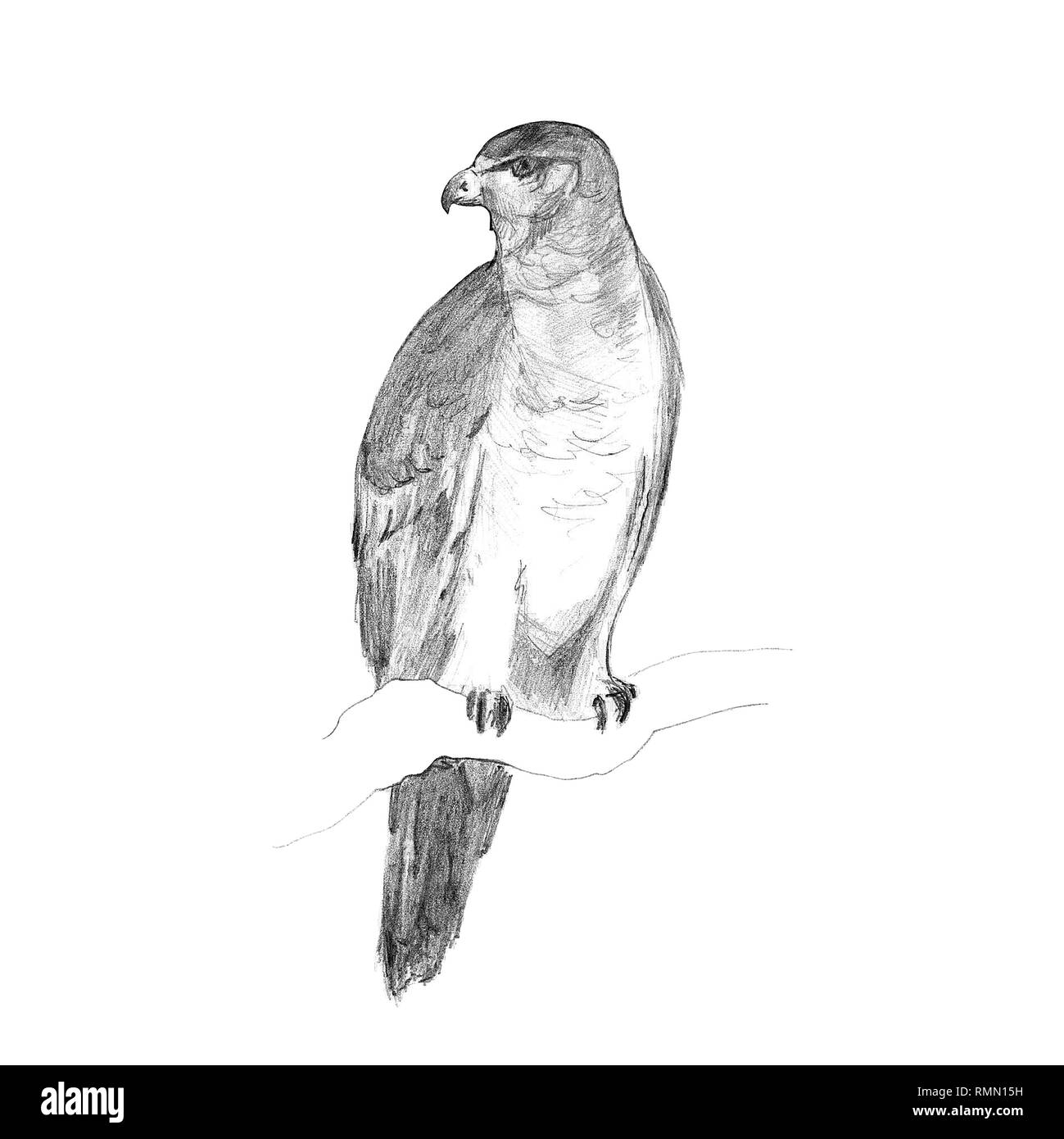 Eagle assis sur une branche, crayon, dessin à la main Banque D'Images