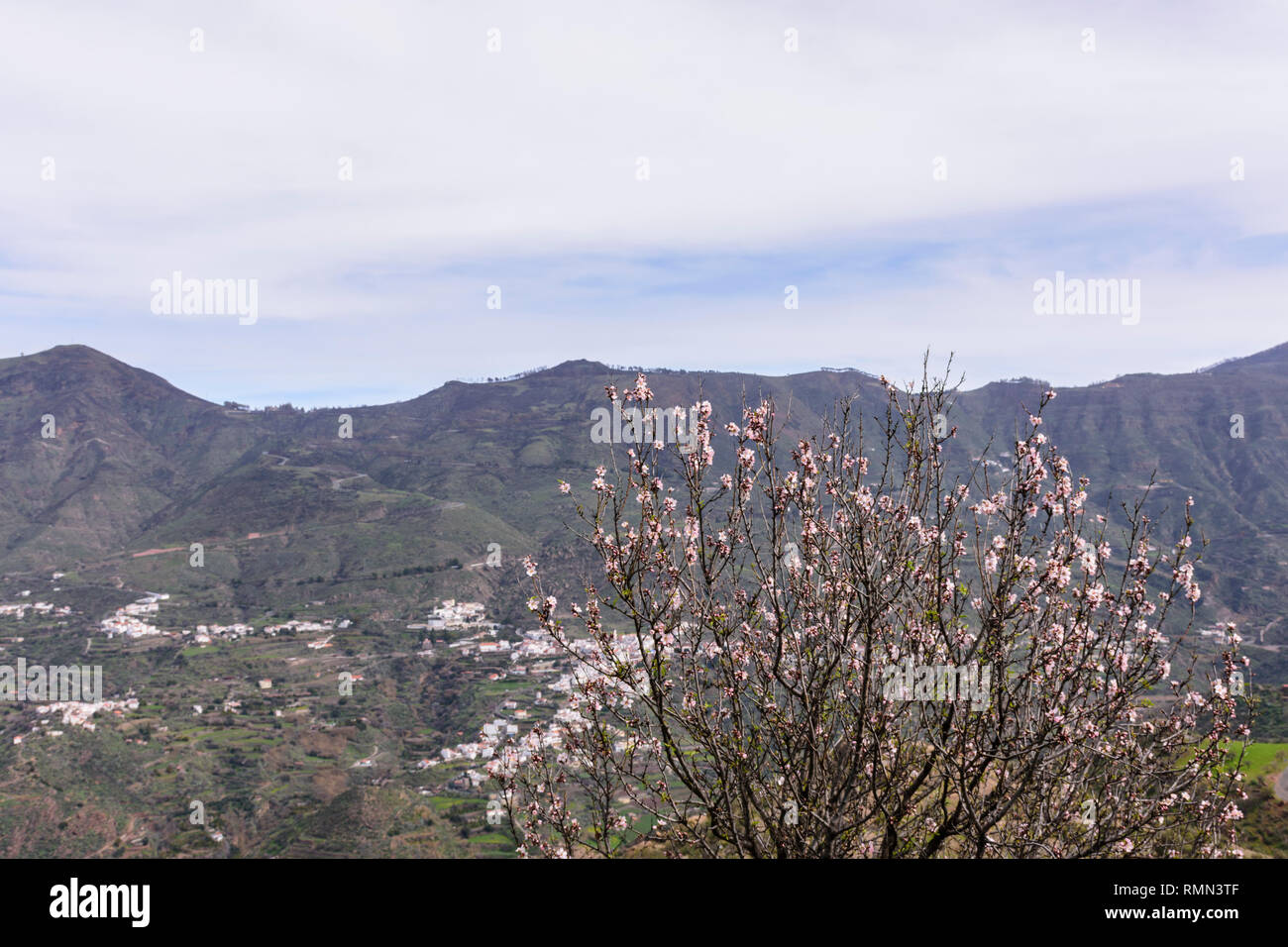 Printemps avec amandiers fleuri en Gran Canaria, Espagne Banque D'Images