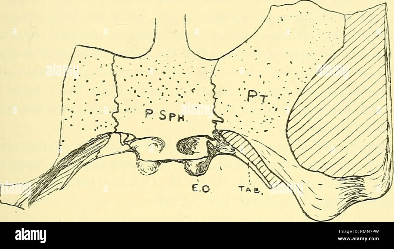 . Annales du Musée de l'Afrique du Sud  = Annale van die Suid-Afrikaanse Museum. L'histoire naturelle. En Afrique du Sud d'enquêtes reptiles fossiles et Amphibia. 235 Une fracture irrégulière montre l'os dans sa moitié postérieure d'avoir été largement cannelé. Dans le canal central, basioccipital se trouve de chaque côté de laquelle le parasphénoïde se lève pour répondre à l'exoccipital. C'est-Basioccipital. une zone ossifié, vu que dans l'article. Il ne joue aucun rôle dans la formation du condyle double. Ses postero-. Text-fig. 6. -Vue de la partie arrière du palais du genre crâne d'Laccosaurus watsoni, gen. et sp. nov. Banque D'Images